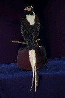 藍腹鷴藏品圖，第6張